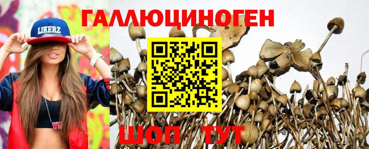 Псилоцибиновые грибы Psilocybine cubensis Кулебаки